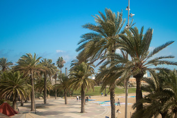 Fototapeta na wymiar palm trees on the beach from barcelona
