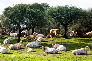 VACAS DESCANSANDO