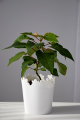 Green plant in a white pot