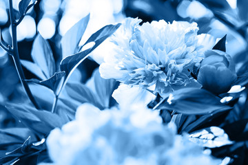 Wall of Classic Blue in Color 2020 - 19 - 4052. Color of the Year. Blue flowers are peonies.