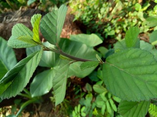 Green sida rhombifolia in the nature background