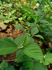 Green sida rhombifolia in the nature background