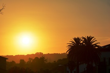 Palm trees and a house during the sunset