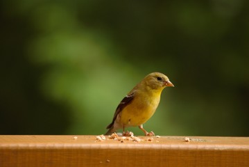 American Goldfinch Sitting on the Railing