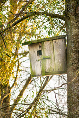 Nesting-box on the e tree in a forest in spring