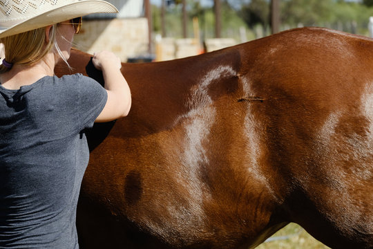 Western ranch lifestyle shows woman washing horse close up on summer day.