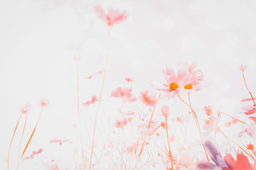 Beautiful cosmos flowers in vintage tones for the background.