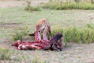 Hyenas eating wildebeest, Serengeti National Park, Africa