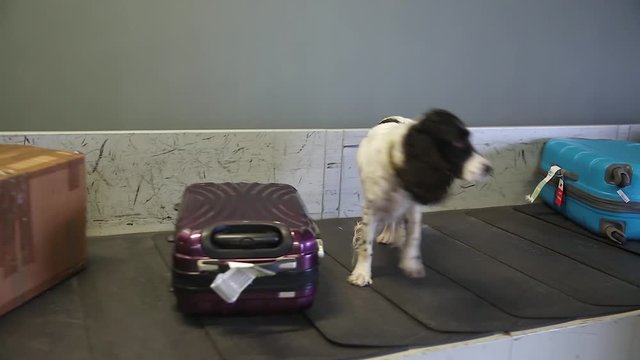 Border dog on a conveyor belt at the airport. Border dog sniffing bags of passengers and looking for drugs and explosives in luggage cargo area. Border dog sniffing suitcases at the airport. Handheld.