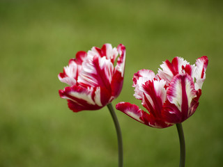 Red and white two tulips, blurred background, selective focus.