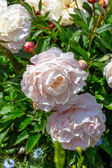 Paeonia officinalis known as European common peony or garden paeony in British park - London, UK
