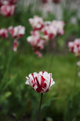 Red and white tulips, blurred background, selective focus.