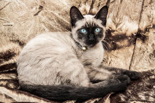 gato