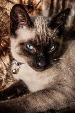 gato
