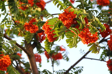 rowan berries, bunch of rowan berries in the sun