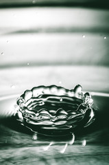 gota