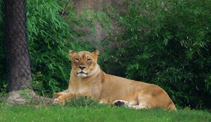 Fototapeta na wymiar Beautiful Lioness Resting in Grass, Zoo Animals