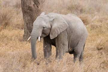 Fototapeta na wymiar Herd of elephants from Serengeti National Park, Tanzania, Africa