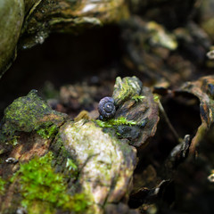 Tiny Shell Sitting on Mossy Dead Tree Trunk