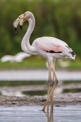 Double Flamingo 