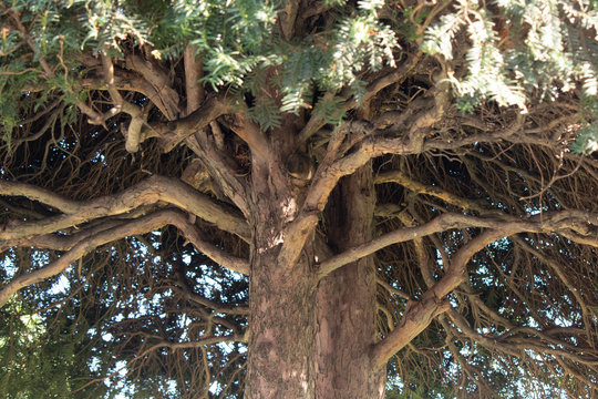 Photo of Torreya taxifolia tree. An endemic plant species in endangered species. Top class torreya.