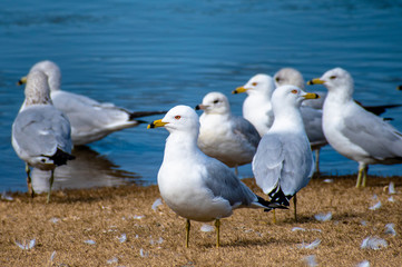 Obraz premium Birds near river
