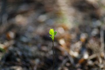 young plant growing in soil