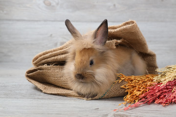 cute brown easter bunny rabbit on sackcloth with flowers and wood background