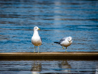 Birds on Boardwalk by the River