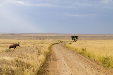 Obraz premium Serengeti National Park landscape, Tanzania, Africa