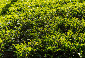 green tea plantation landscape
