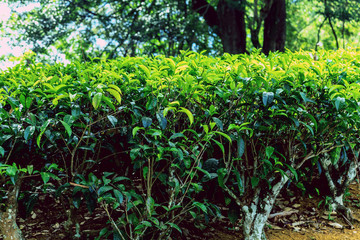 Fototapeta na wymiar Beautiful view on tea plantation near Nuwara Eliya, Sri Lanka