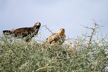 Tawny eagles close up. Serengeti National Park, Tanzania, Africa