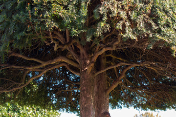Photo of Torreya taxifolia tree. An endemic plant species in endangered species. Top class torreya.
