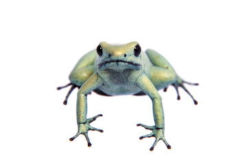 Mint golden poison frog on white background
