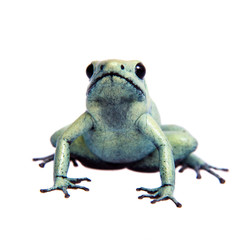 Mint golden poison frog on white background