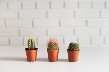 Three small cactuses in a pot, in white interior.