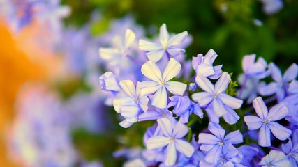 Fototapeta na wymiar Flores pequeñas azules y lilas