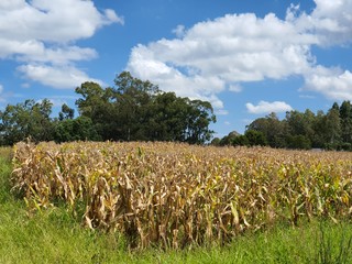 Obraz premium plantação de milho seco