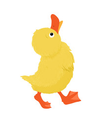 Entenküken das nach oben schaut, Vektor Illustration isoliert auf weißem Hintergrund