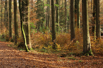 Obraz premium Autumn Forest
