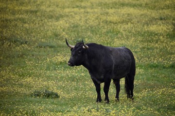 toro bravo en el campo