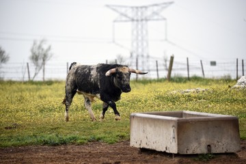 toro bravo en el campo