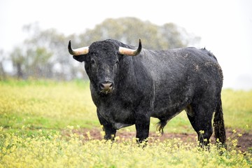 toro bravo en el campo