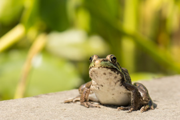 Closeup of funny croaking frog with bulging eyes.