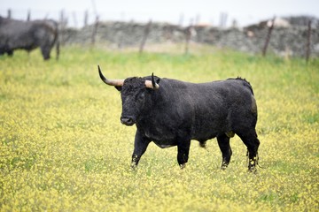 toro bravo en el campo