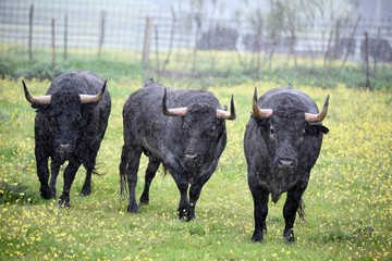 toro bravo en el campo