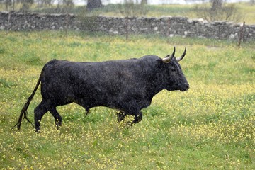 toro bravo en el campo