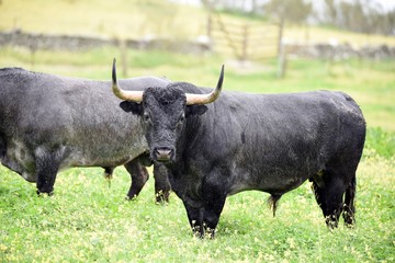 toro bravo en el campo