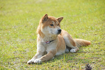 柴犬と芝生